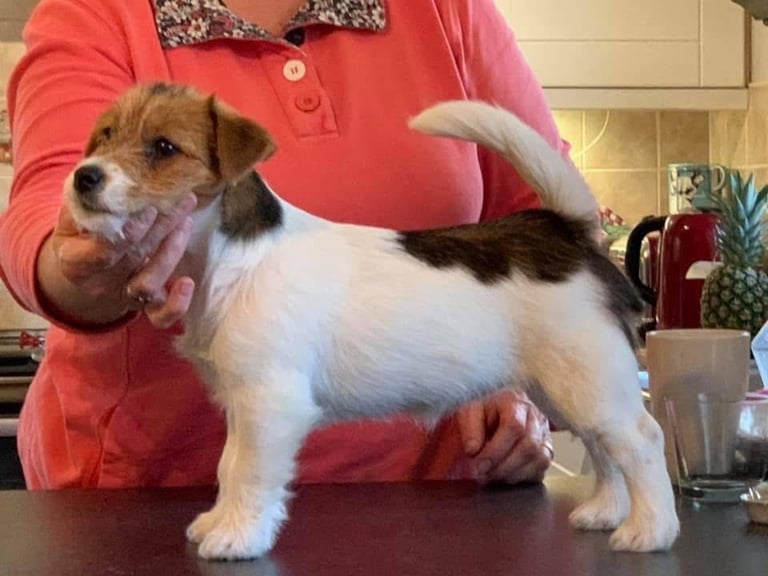 Outstanding Pedigree Jack Russell Puppies