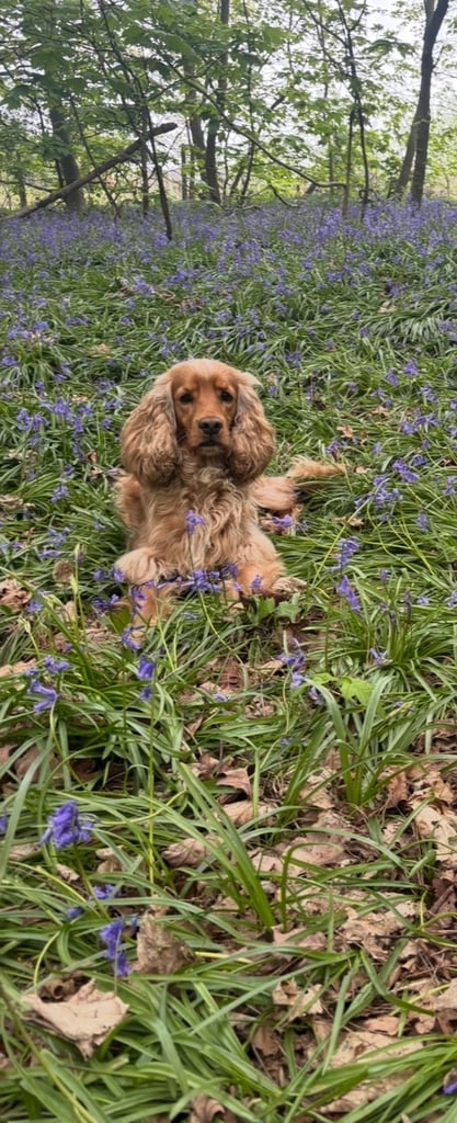 Beautiful black cocker spaniel puppies 