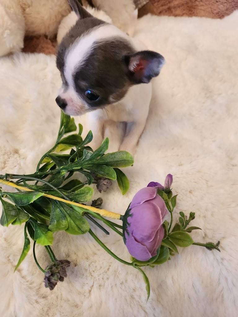 And chihuahua Dogs Puppies for Sale Gumtree