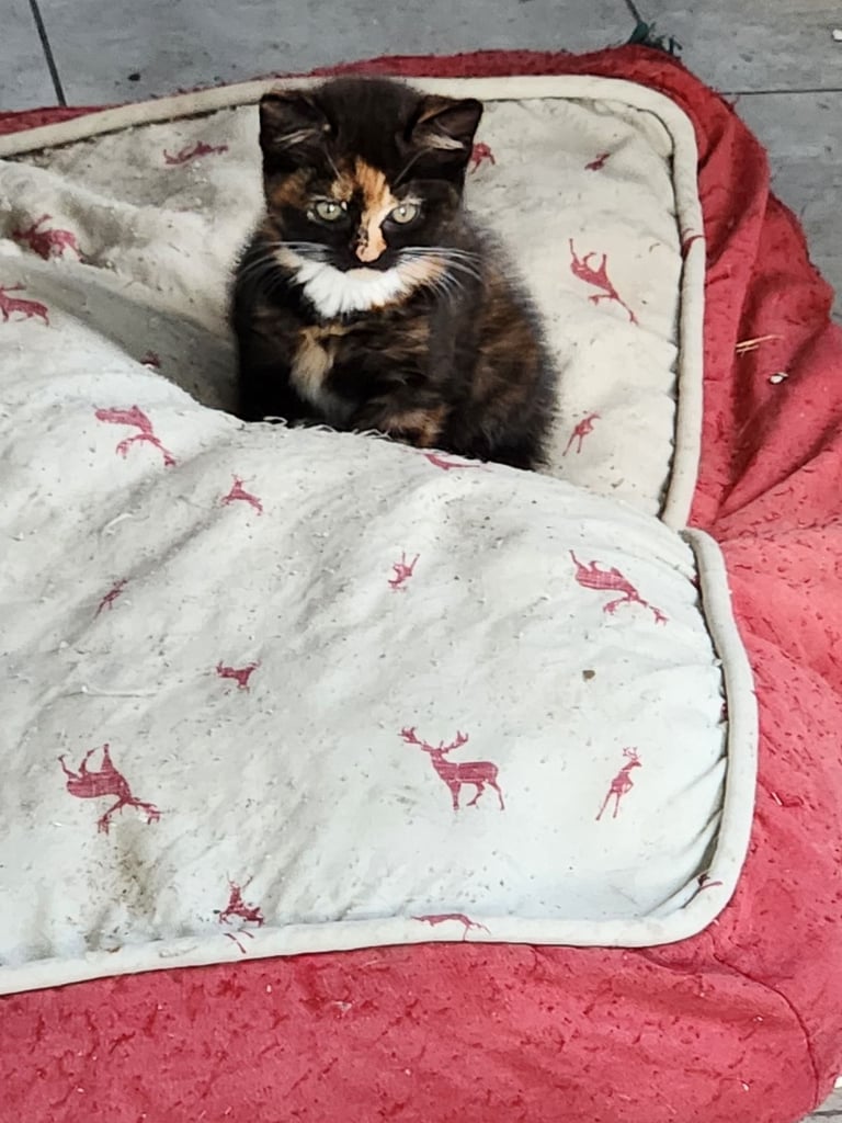 image for Kittens 