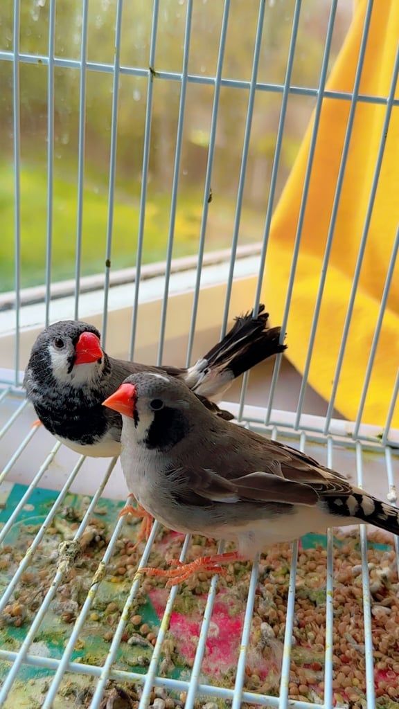 4 PAIRS OF GOOD SIZED ZFS RUNG ZEBRA FINCHES