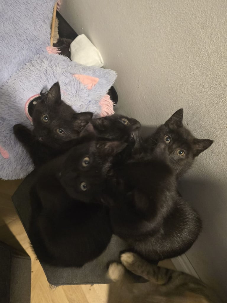 Adorable black kittens for sale