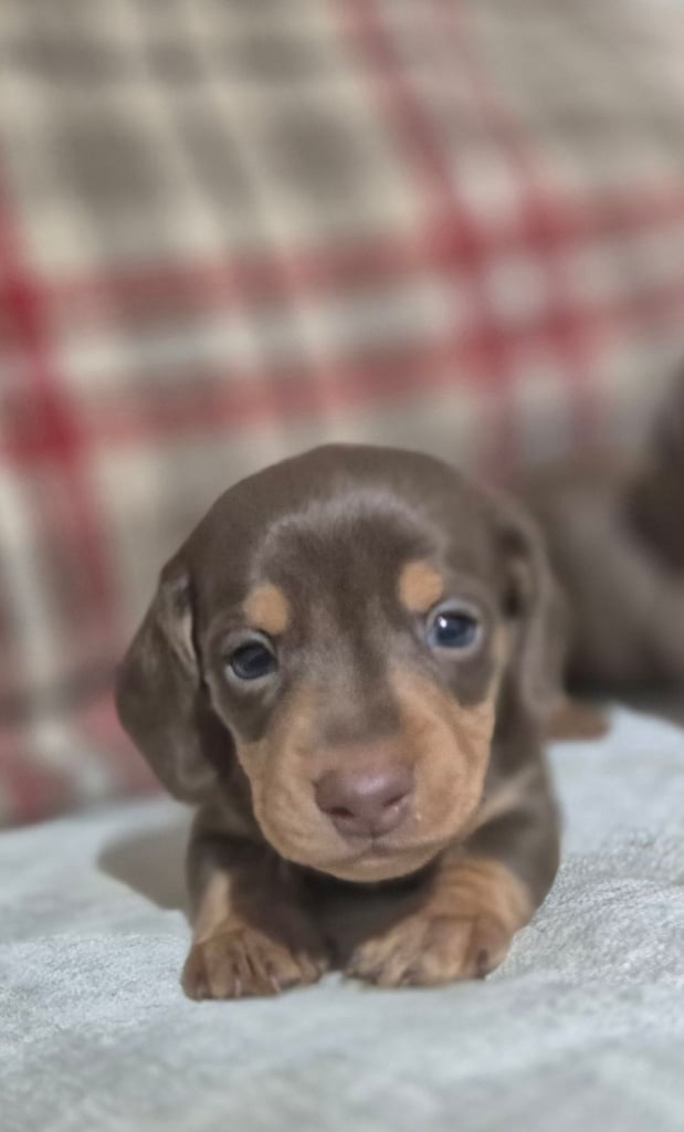 Kc registerd smooth & long haired Miniature dachshunds