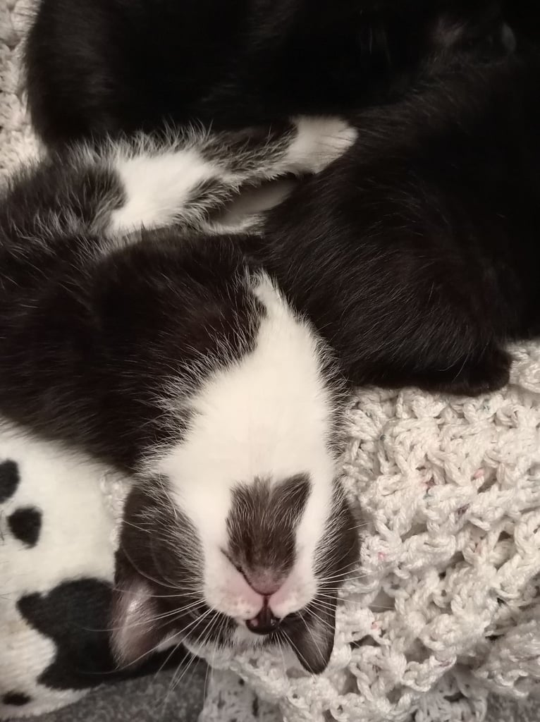 Black & White kitten