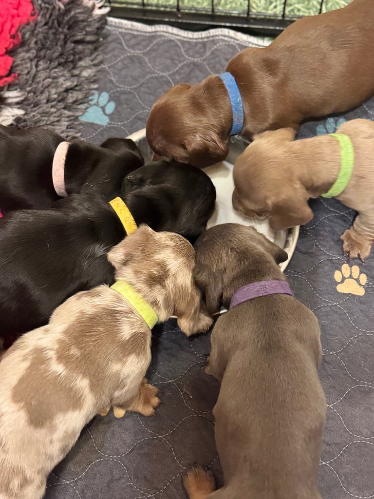 6 smooth haired miniature dachshund pups.