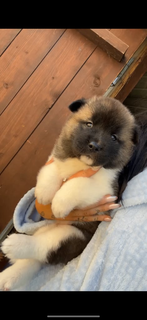 Two American Akita puppies left 