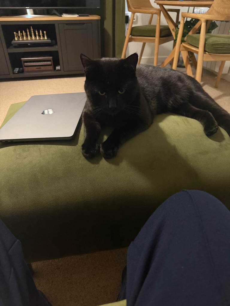 Bombay Cat