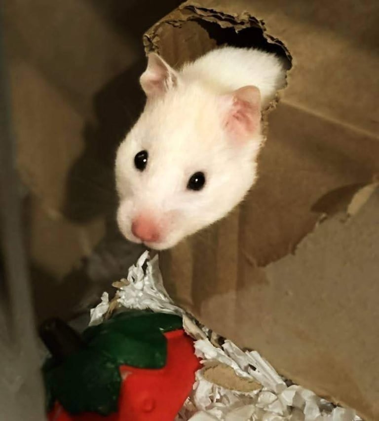 UPDATED 20/10/25 - Female Syrian Hamster For Adoption 