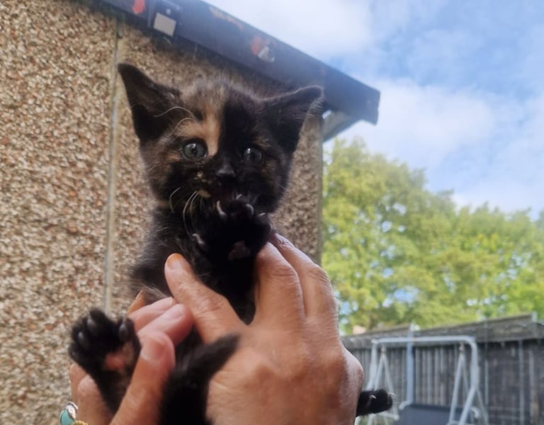 image for Kitten 