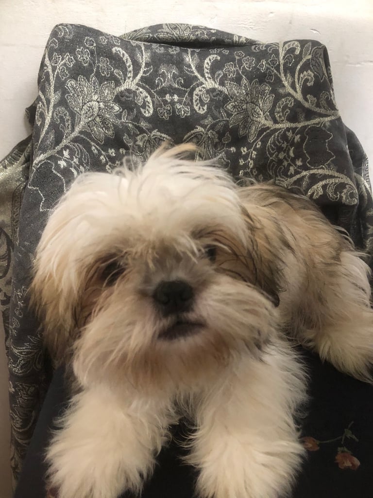 Shih tzu puppy female 4 months old