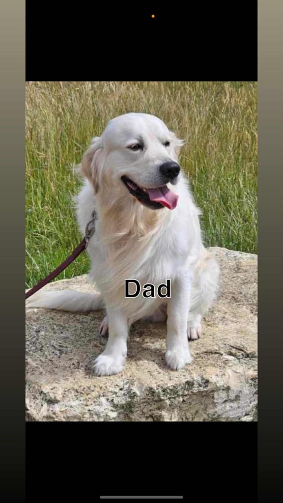 3 Golden Retriver Puppy’s 