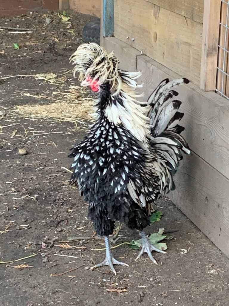 Cockerel Chicken six months old friendly
