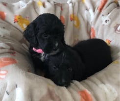  Cockapoo puppies (3 boys 3girls)