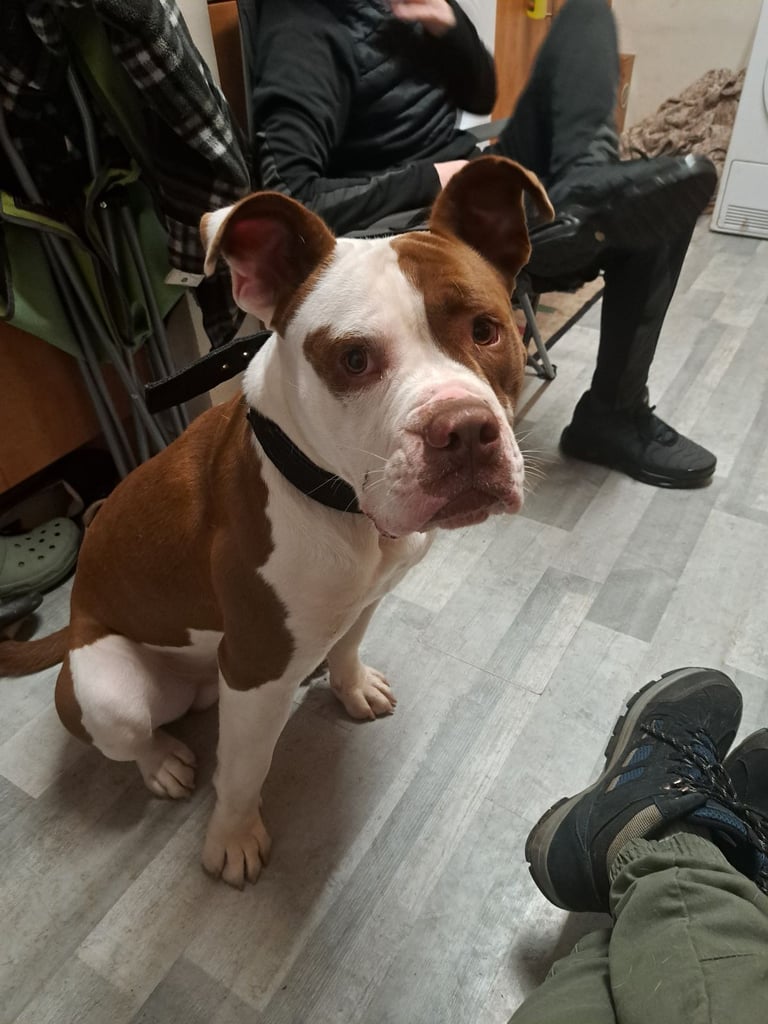 American Bulldog 