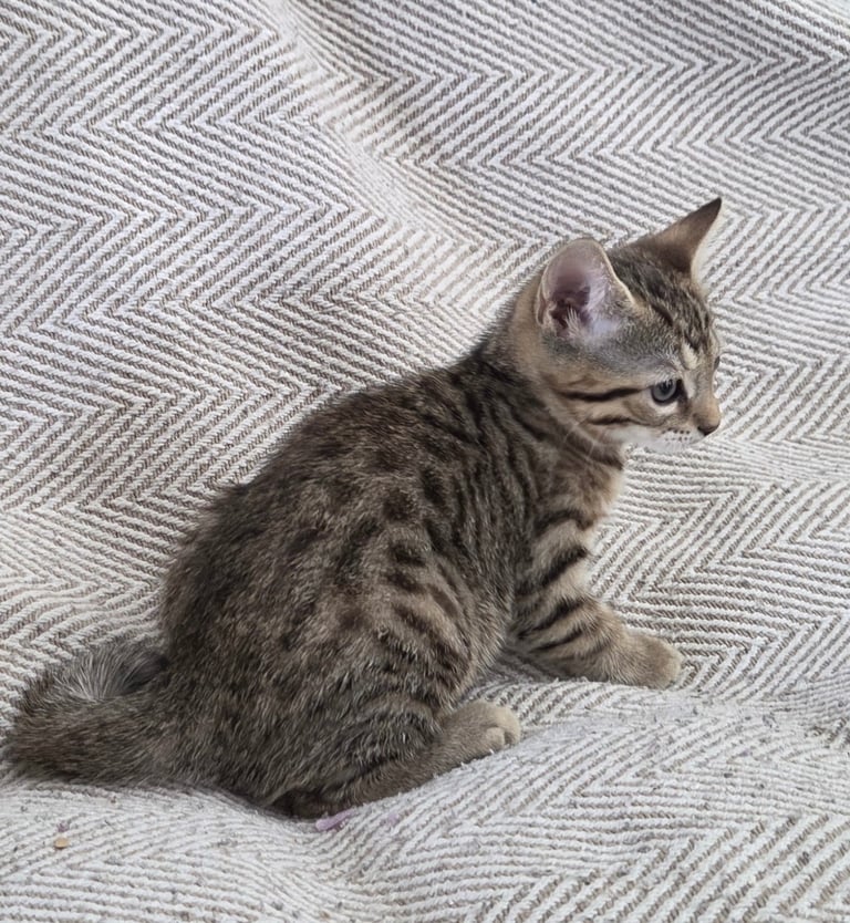 Bengal Mixed Kittens 