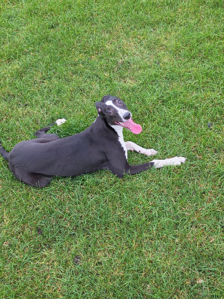 Lurcher pup 6 months old 