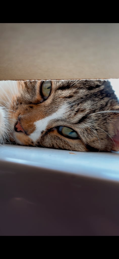 Cat for sale