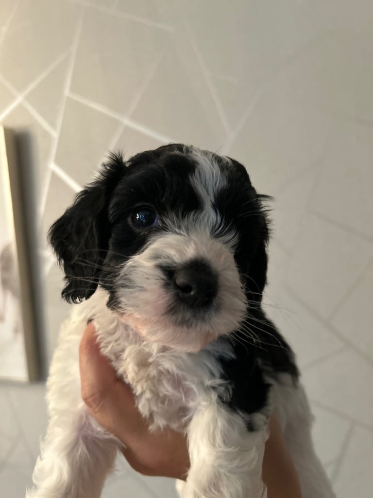 A beautiful little of 5 Cockerpoos 