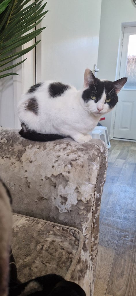 Female approximately 5yr old