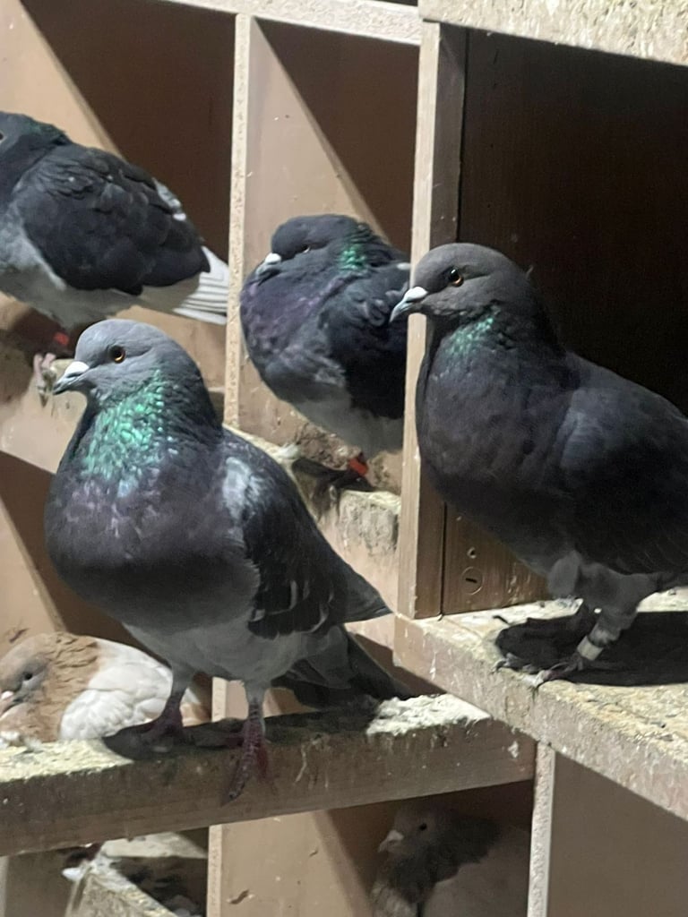 Beautiful pigeons for sale in Edinburgh from £10