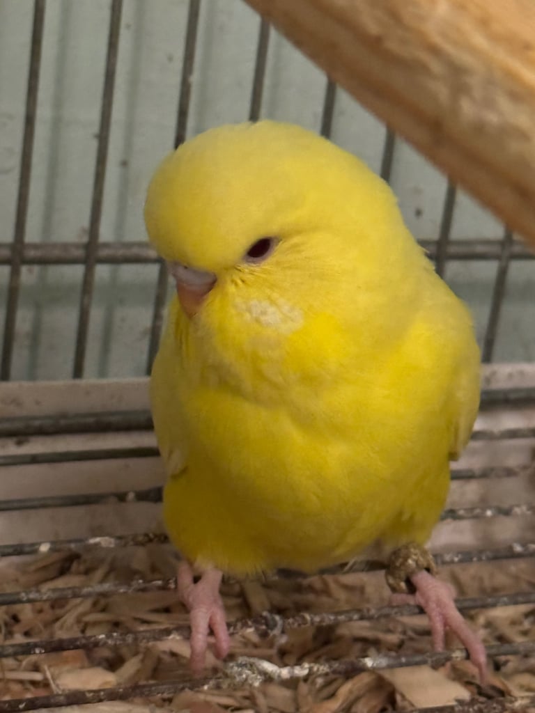 Baby budgies