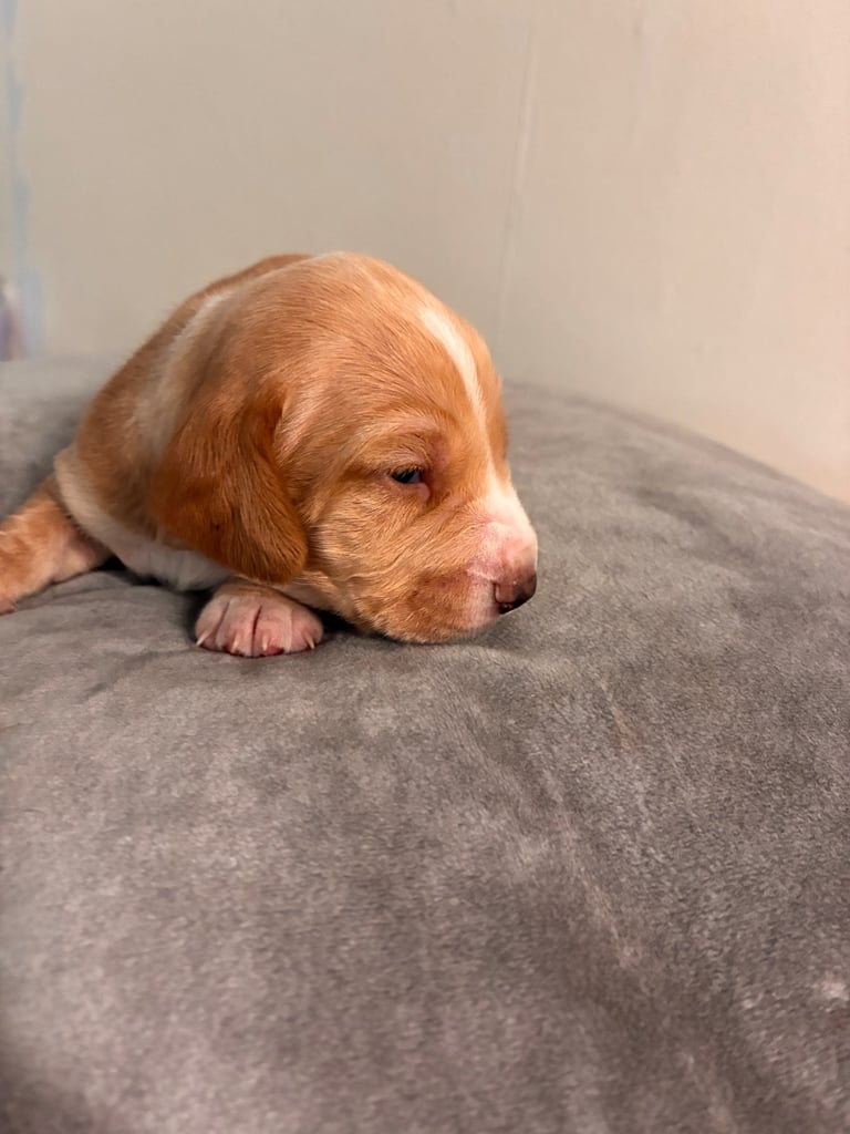 🐶 Gorgeous Dachshund Pups Looking for Homes – 25th Oct ✨