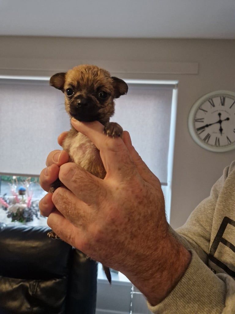 Puppies for sale