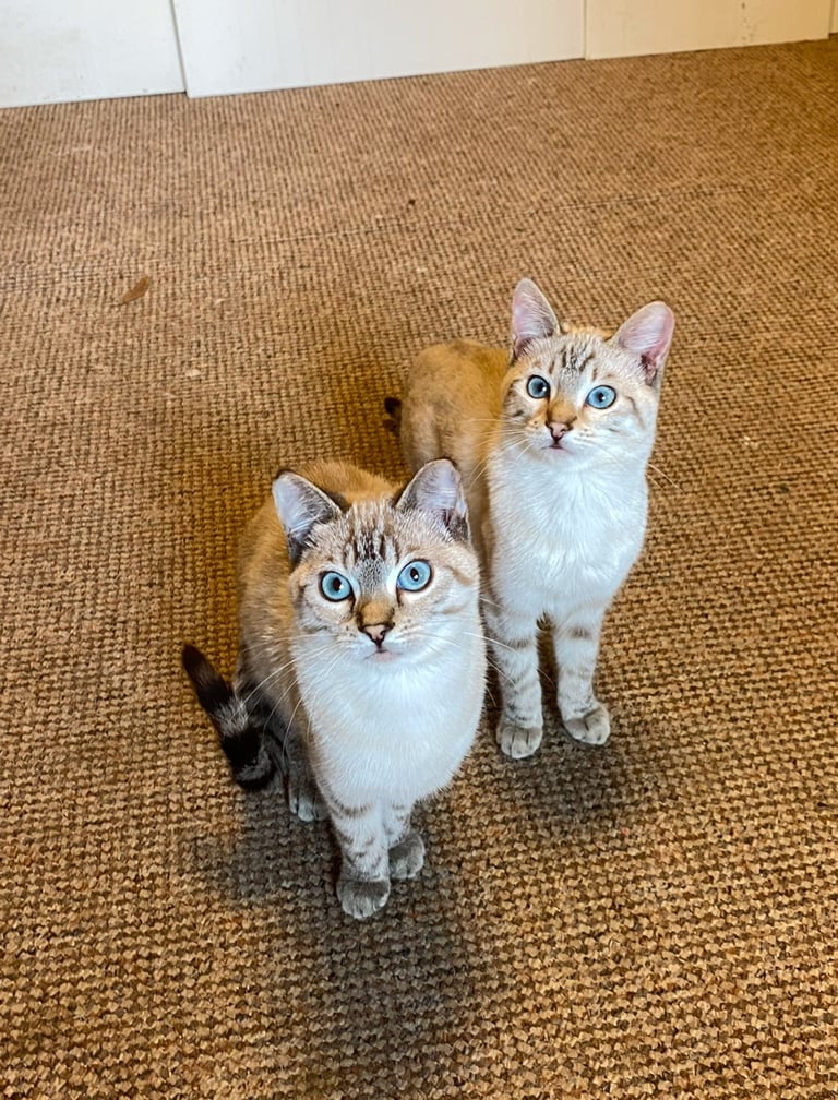 image for Snow Bengal 