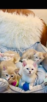 5 kittens cross ragdoll 