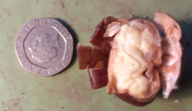 snack size English Sweet Chestnuts x 80 - open with a garlic press