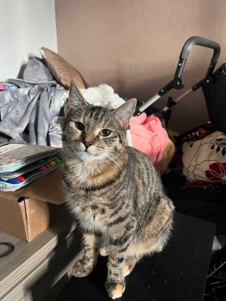 2 female cats. 1 year old 