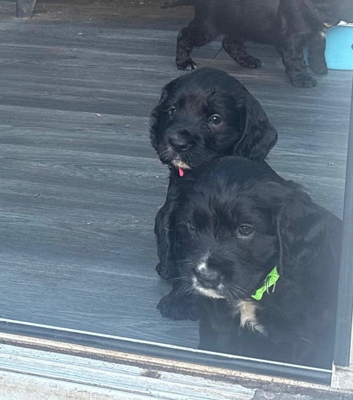 Beautiful cocker spaniels 