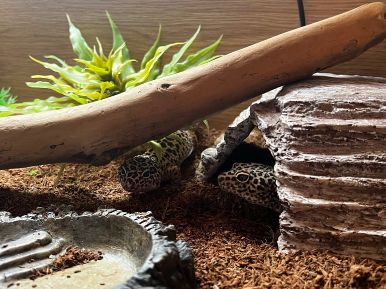 image for Vivarium set up