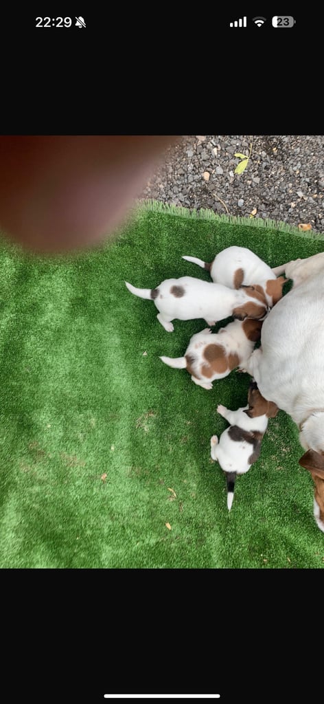 Beautiful Jack Russell puppies! REDUCED