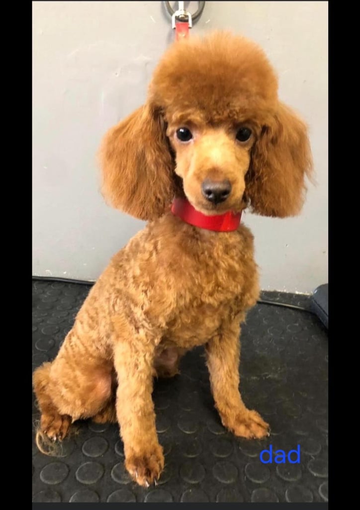 Toy f1b cavapoo puppies 