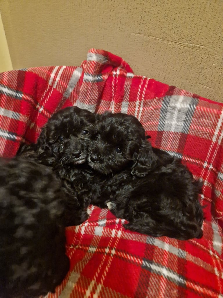 6 ADORABLE Teddy Shihpoos 