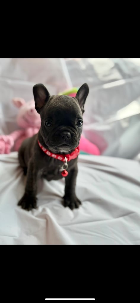 Bulldog Colors All Black French Bulldog Puppies For Sale French