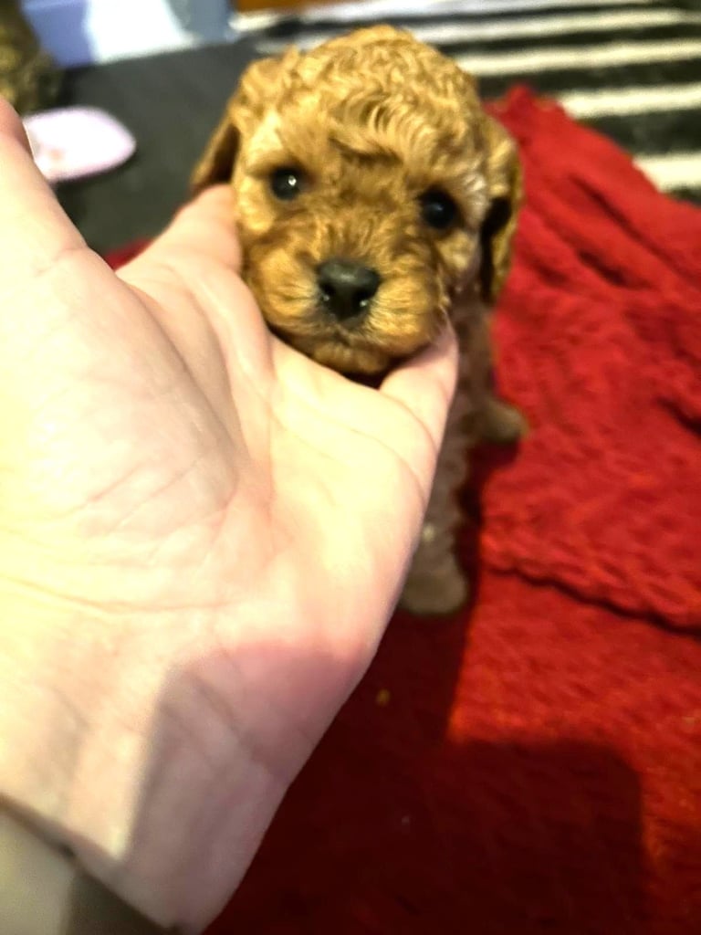 Cute Cavapoo Puppies 1 Boy and 1 Girl