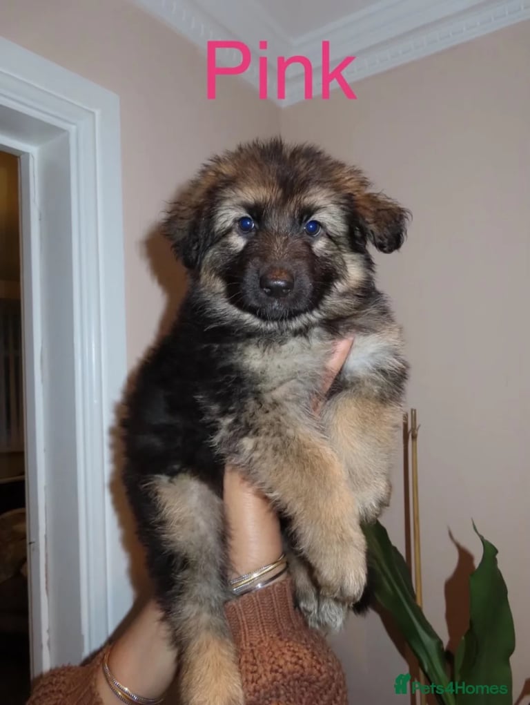 *READY* RARE BLUE/BLACK KC REG GSD PUPS 💙 🐾