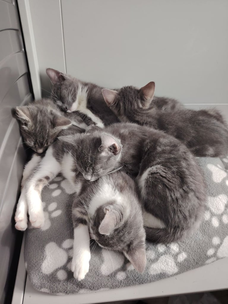 British short hair mix