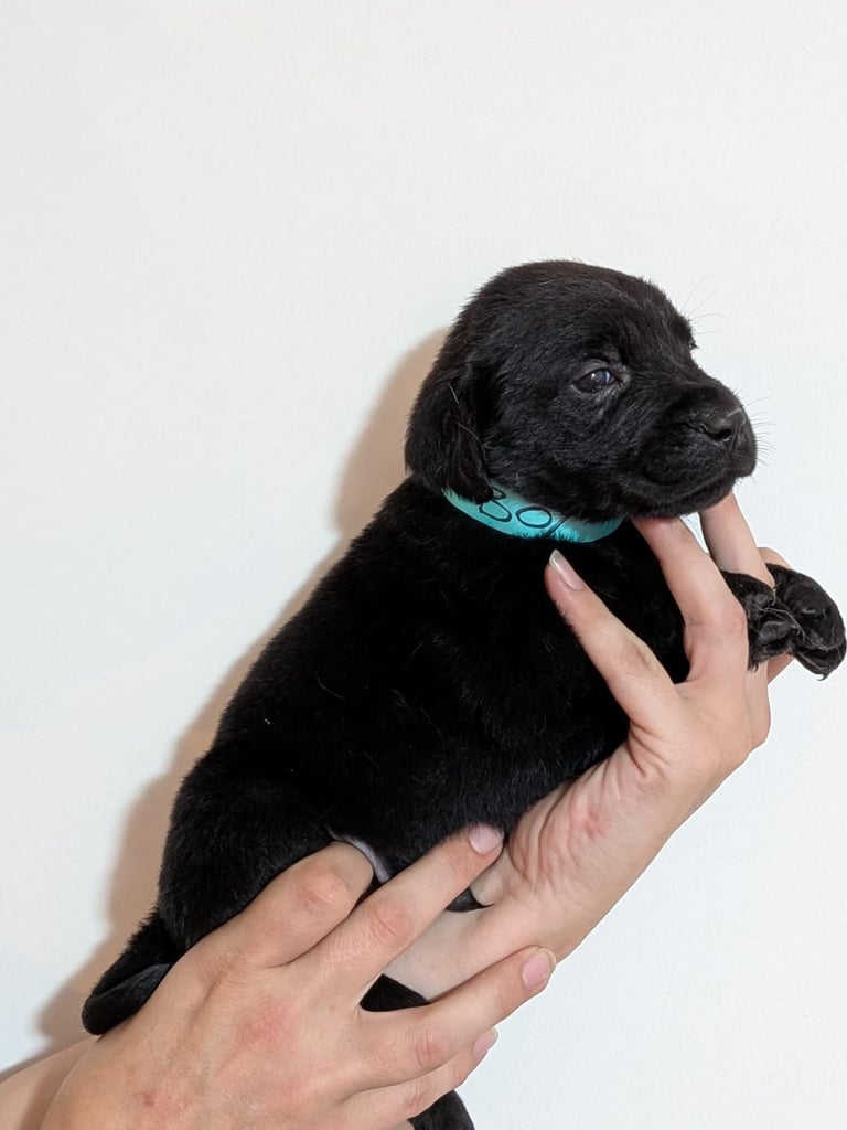 Reducrd* 11 KC reg, labrador retrievers, 10weeks old.