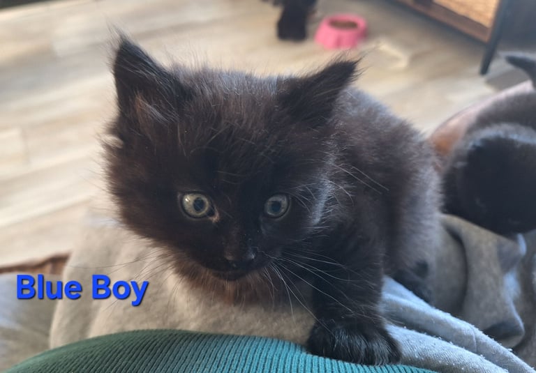 ** ALL RESERVED **5 fluffy black kittens with hints of grey