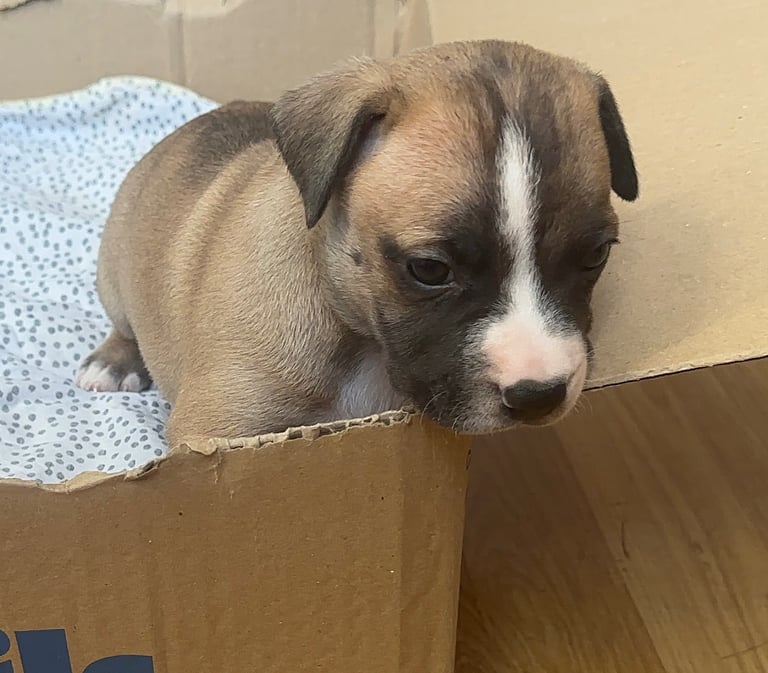 Staffy Puppies Brindle Black Boy London Staffordshire Bull Terrier Puppy