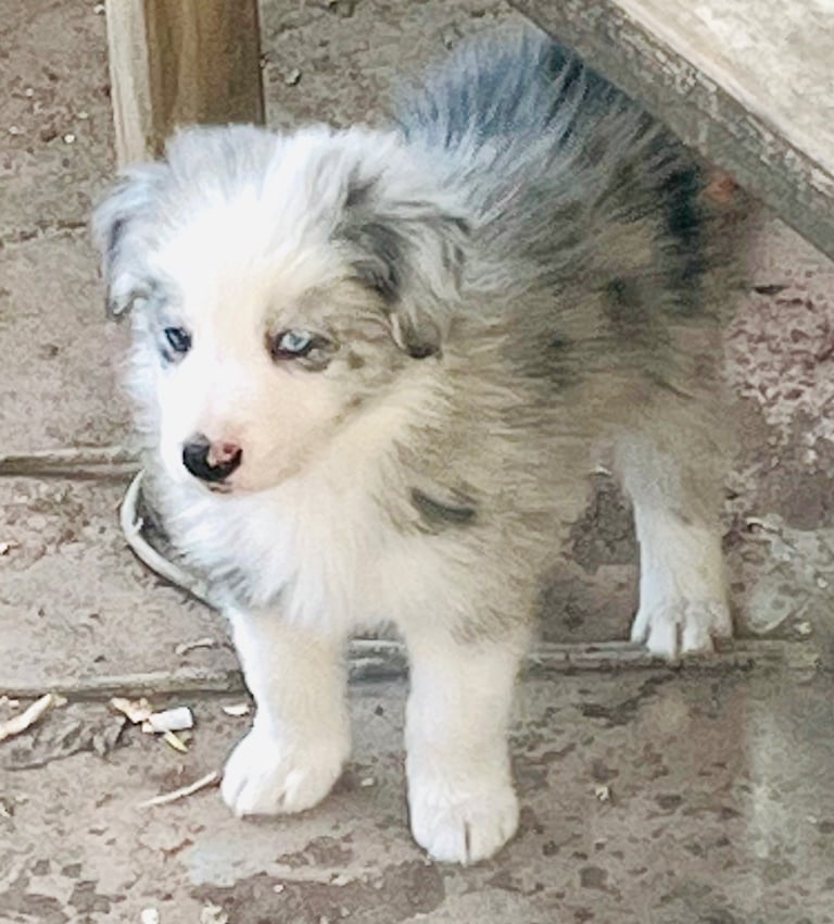 Border collie. Both parents kc reg