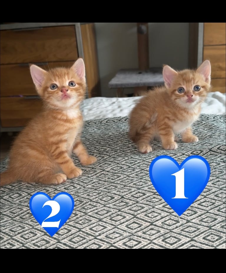 8 week old kittens ready for forever home! 