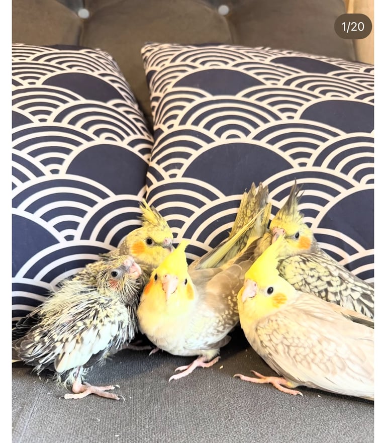 Baby Budgies & Cockatiels – Hand-Tame – From £20