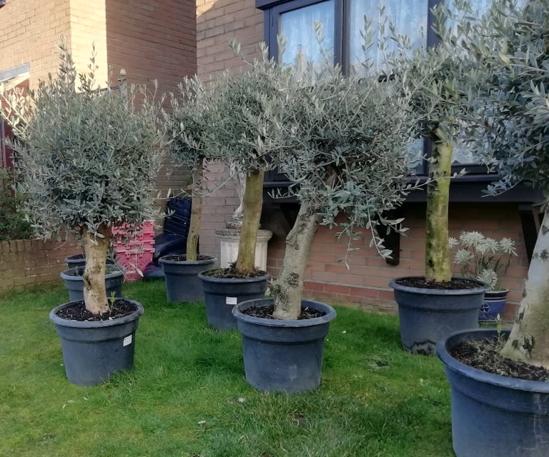 OLIVE TREES For SALE