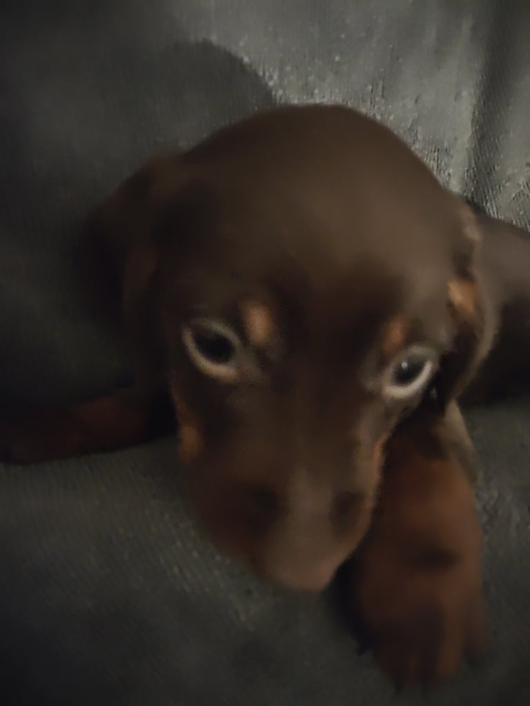 Miniature Dachshund puppies for sale 