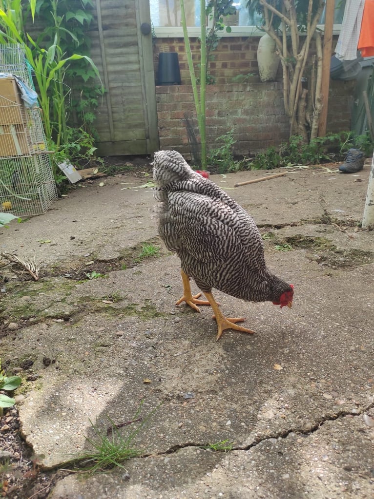 Barred Rock Rooster and aseel/asil rooster