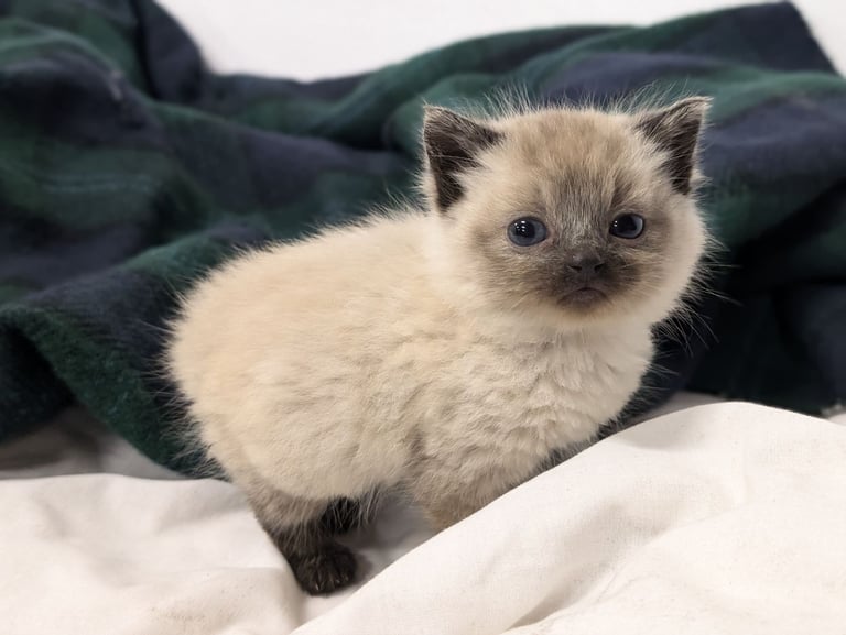 Cross ragdoll kittens x5